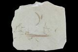 Fossil Crane Fly & Leaf - Green River Formation, Utah #97448-1